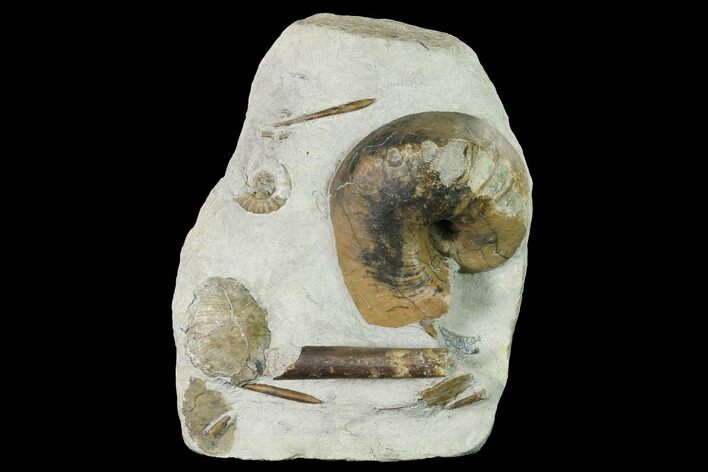 Fossil Nautilus (Cenoceras) With Belemnites - England #171259